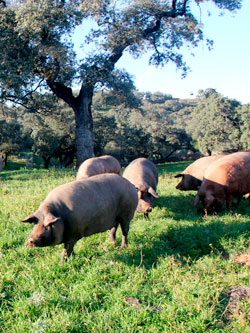 Jamon.com - The Pig Breeds Spain